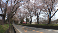 日光街道桜並木のサムネイル