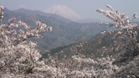 大法師公園の桜のサムネイル