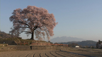 わに塚の桜のサムネイル