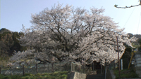 素桜神社の神代桜のサムネイル