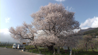 宇木のエドヒガン（千歳桜）のサムネイル