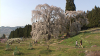 信州高山村の桜のサムネイル