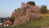 三春滝桜のサムネイル