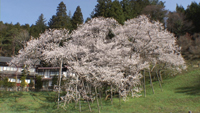 臥龍桜のサムネイル