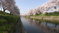新境川堤の桜のサムネイル